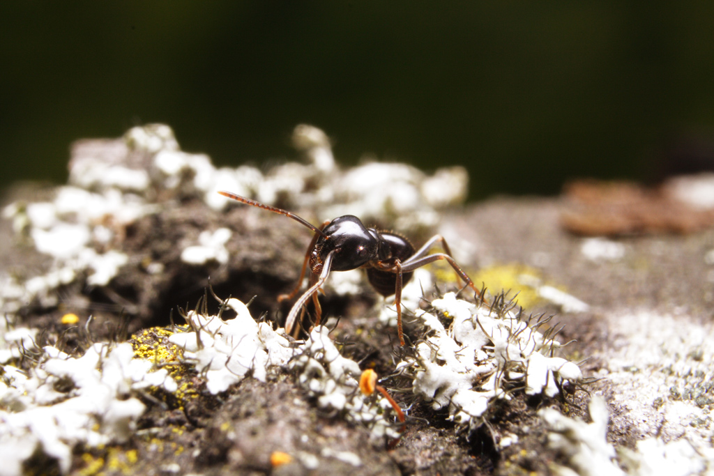 formica tra i licheni