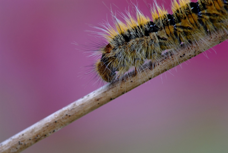 Peluche ... in discesa libera