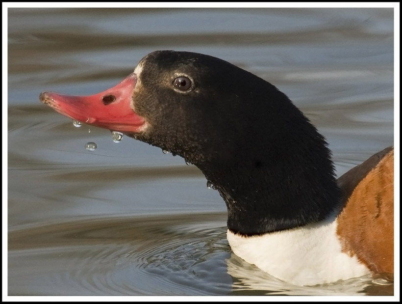 occhio che ti osservo...........
