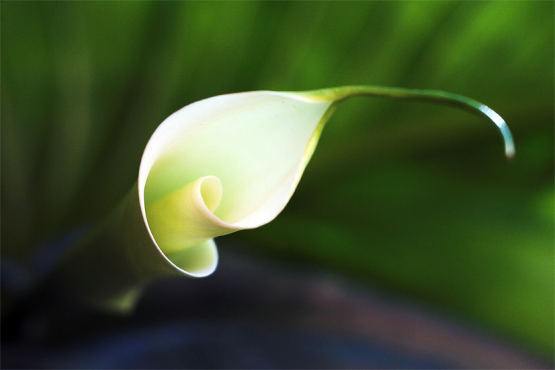 Calla