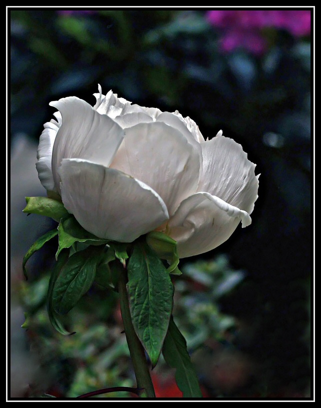 bianca e splendente....