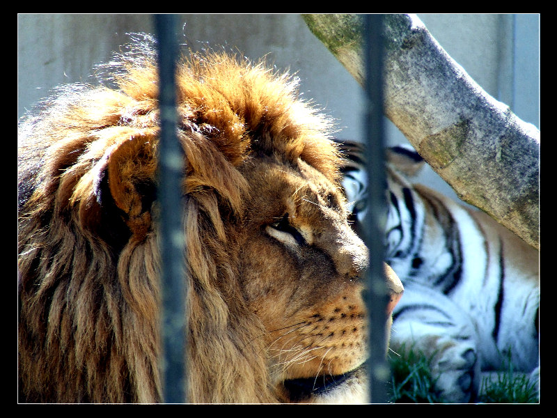 king's Prison (il re della foresta)