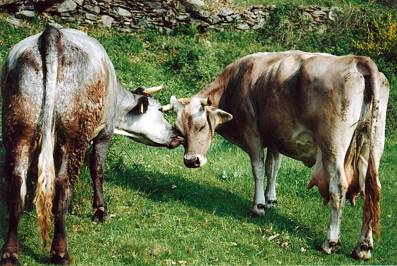 coccole bovine