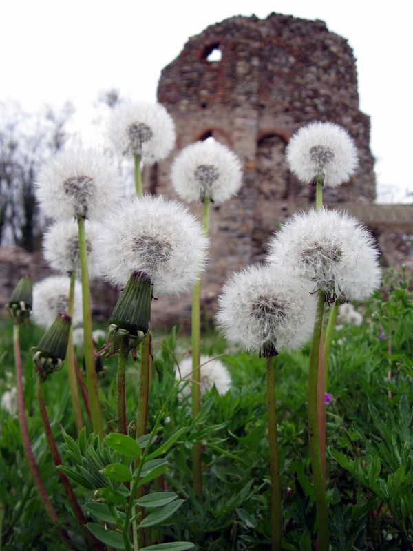 Rovine di Castelseprio