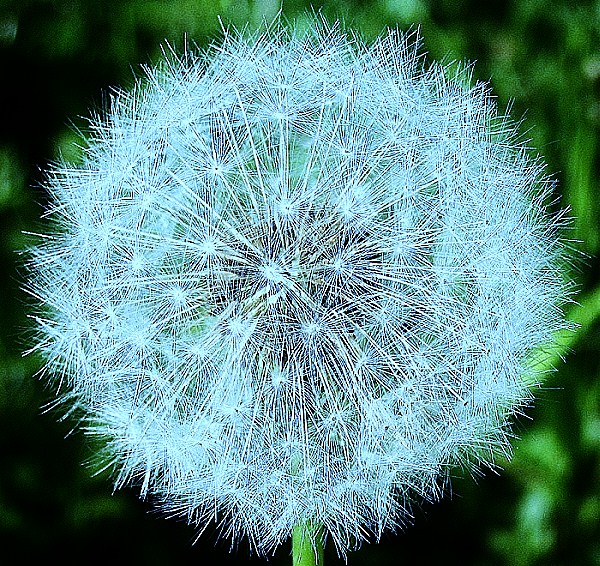 TARASSACO CRISTALLIZZATO