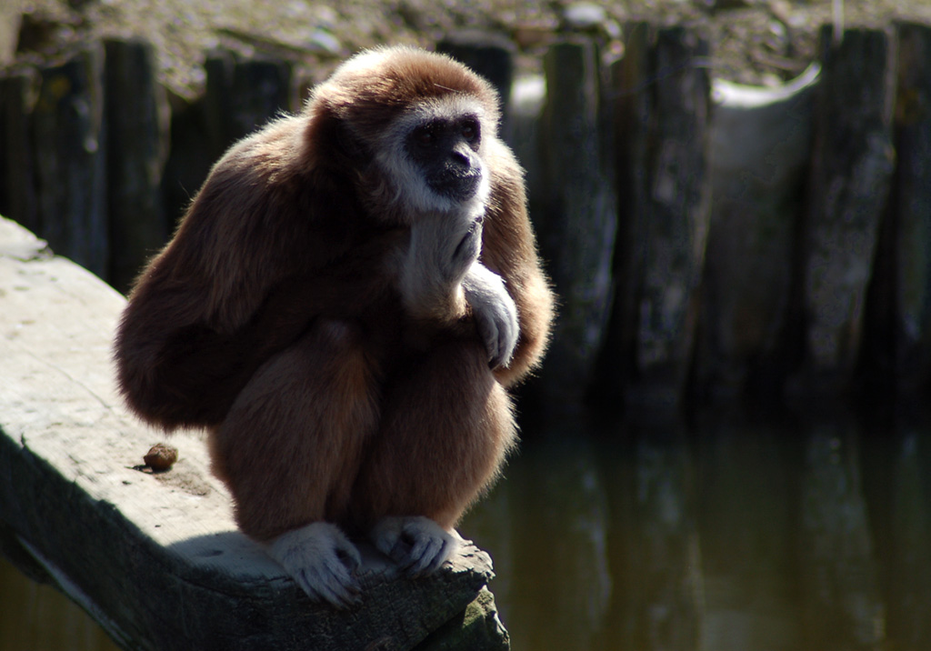 Gibbone dalle mani bianche