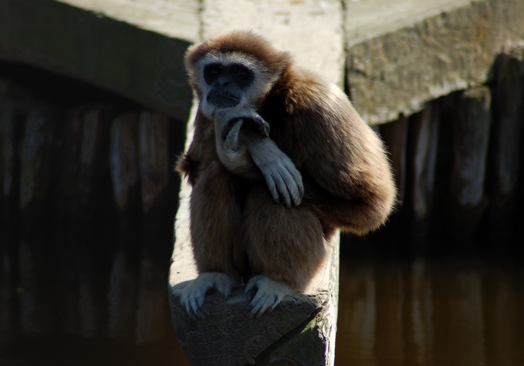 Gibbone dalle mani bianche 2