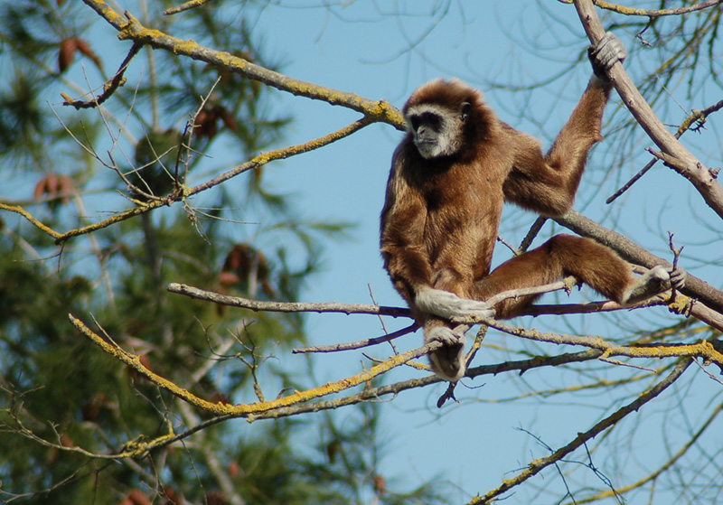 Gibbone dalle mani bianche 3