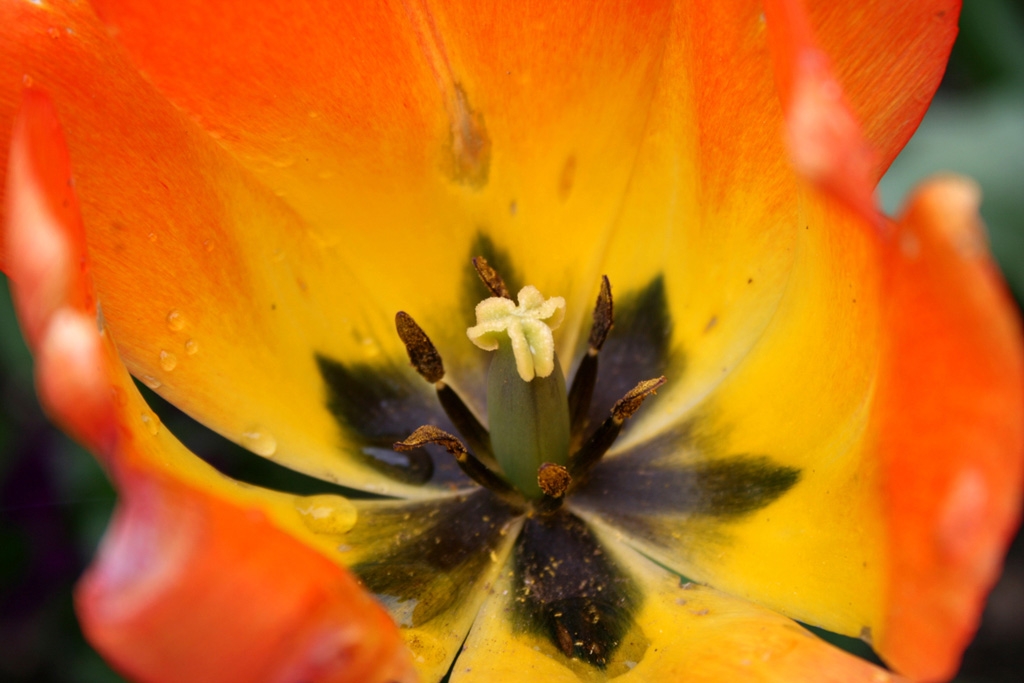 Tulipano arancio