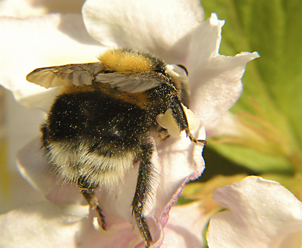 Ancora ape, anzi Apona!!!