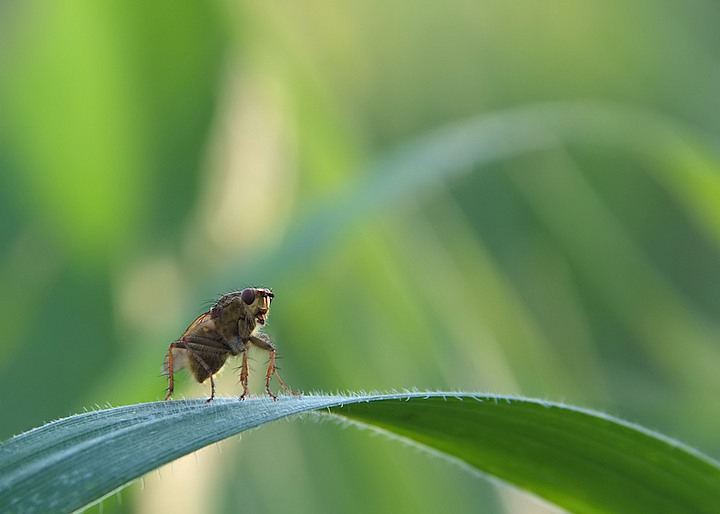 Scathophaga stercoraria da guardia