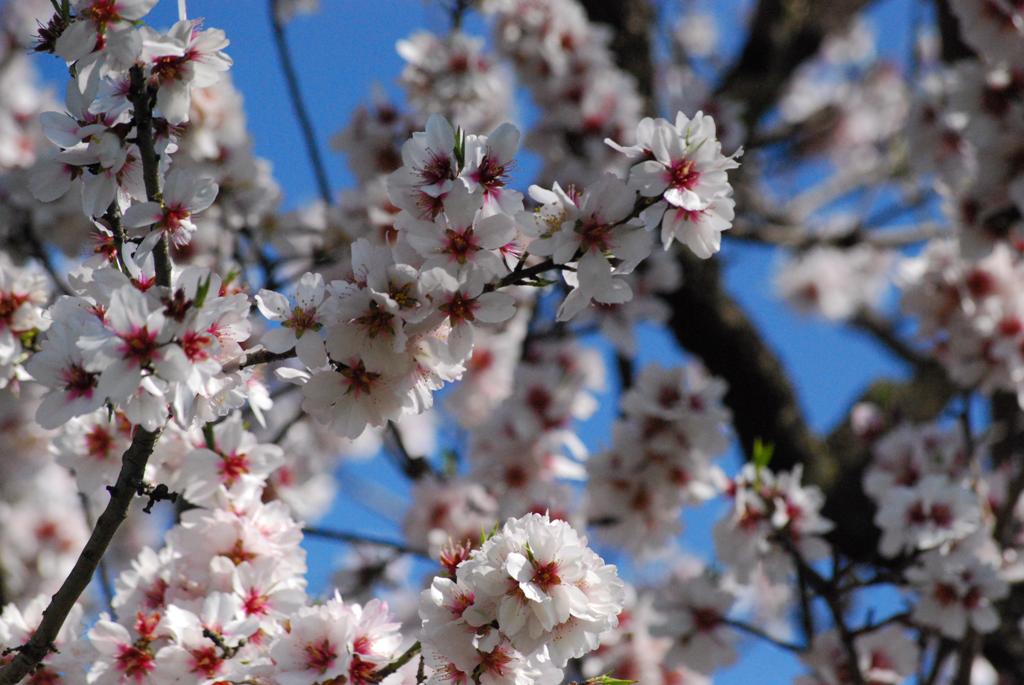 cenni di primavera 2
