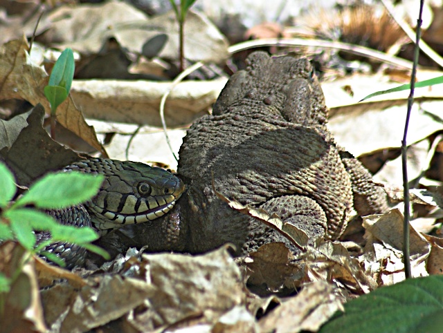 Il rospo e la vipera