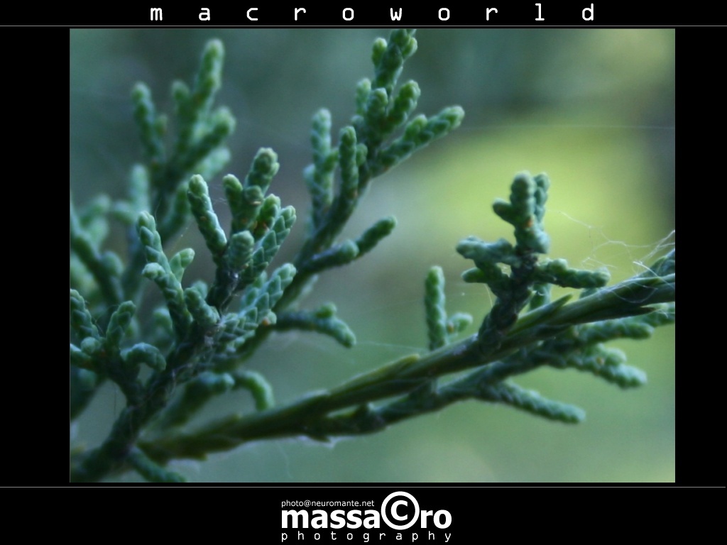 fighting against spiders