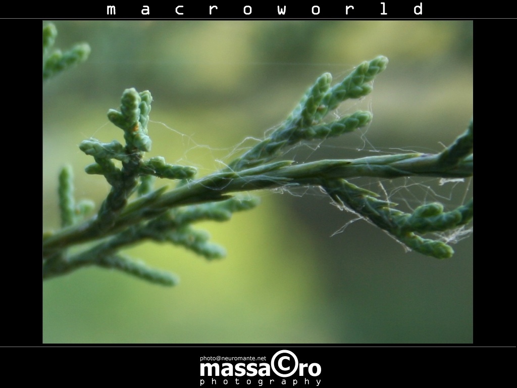 fighting against spiders-2