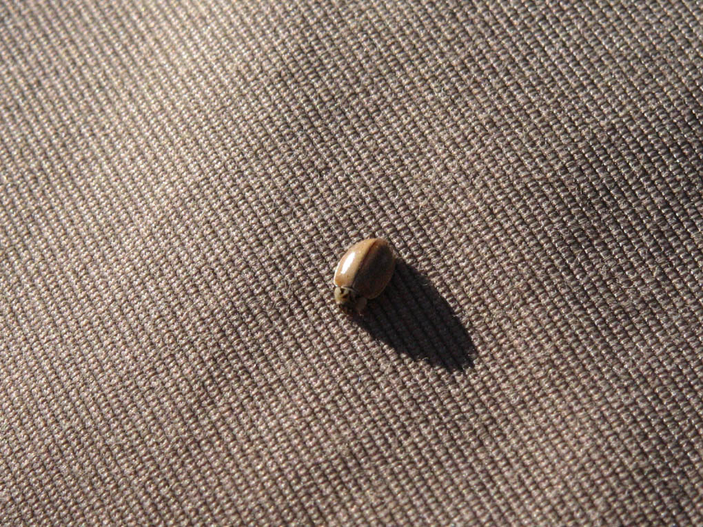 Coccinella a passeggio