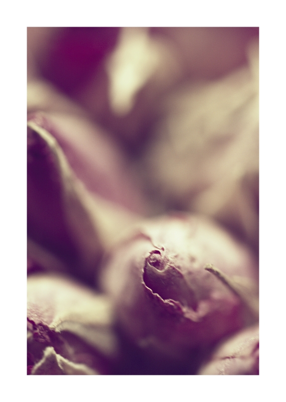 Una Volta Erano Fiori