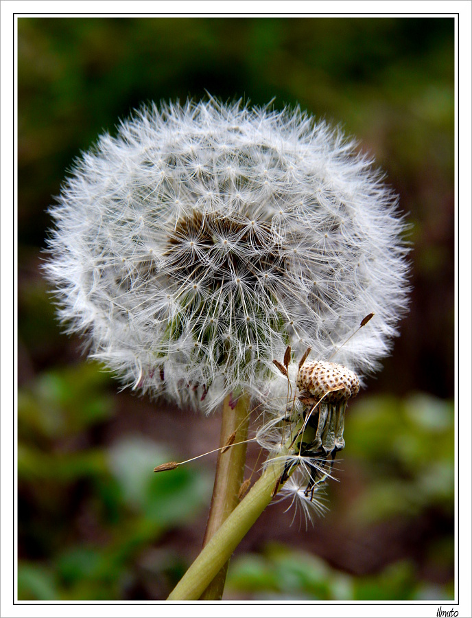 quasi completamente calvo