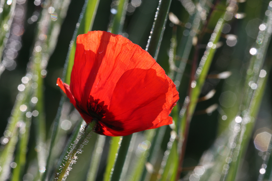 un semplice papavero