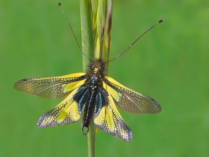 libelloides coccaius