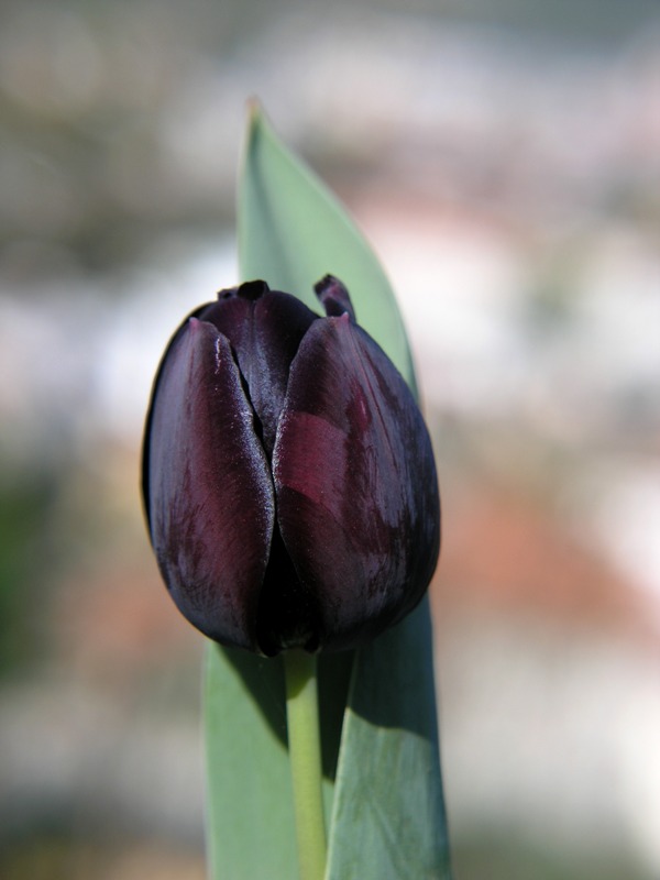 Tulipano nero