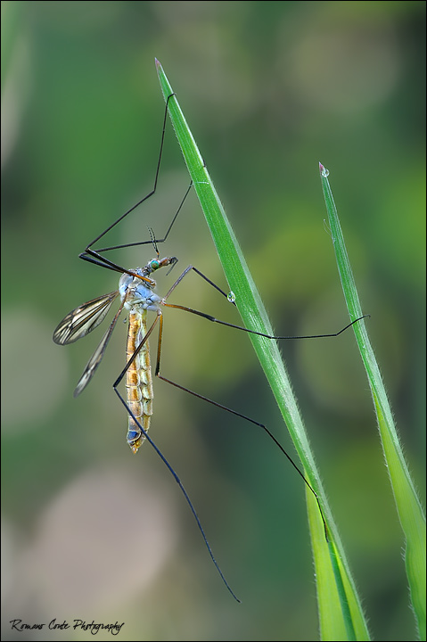 Tipula