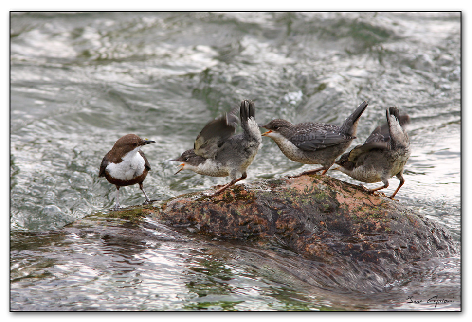 In fila per il pasto. (merli acquaioli)