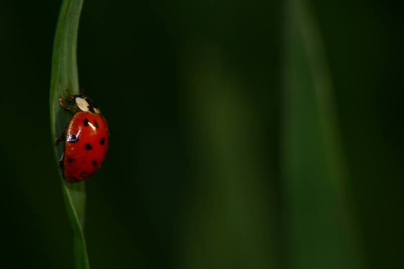 coccinella2
