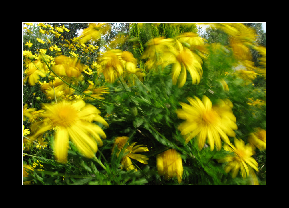 Margherite nel vento