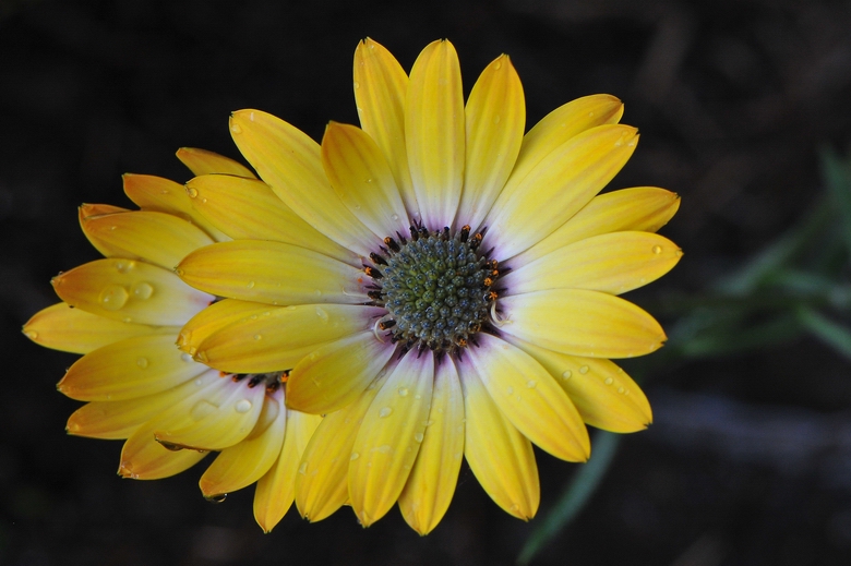 fiori del mio giardino