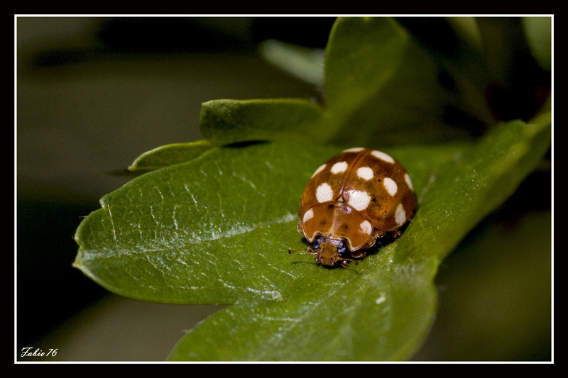 Coccinella arancione