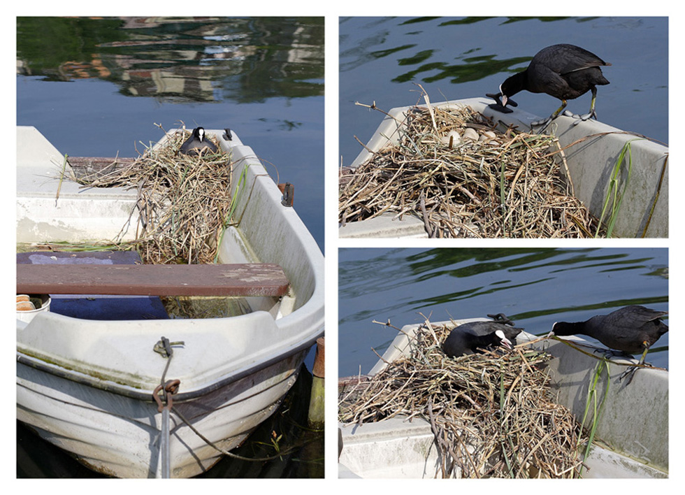 in attesa della schiusa....