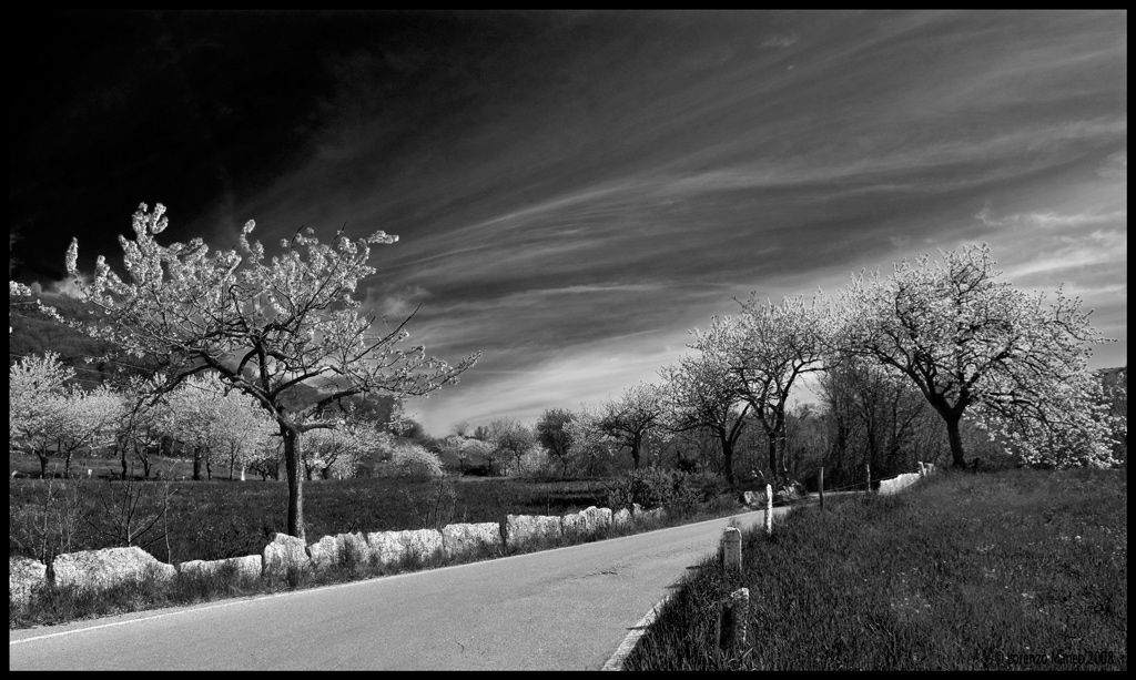 Ciliegi - Lessinia 2008