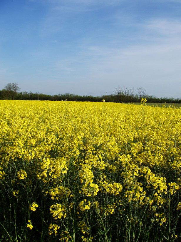 Yellow flowers in this spring!