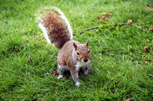 aspettando le noccioline
