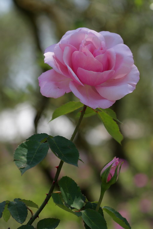 Rosa