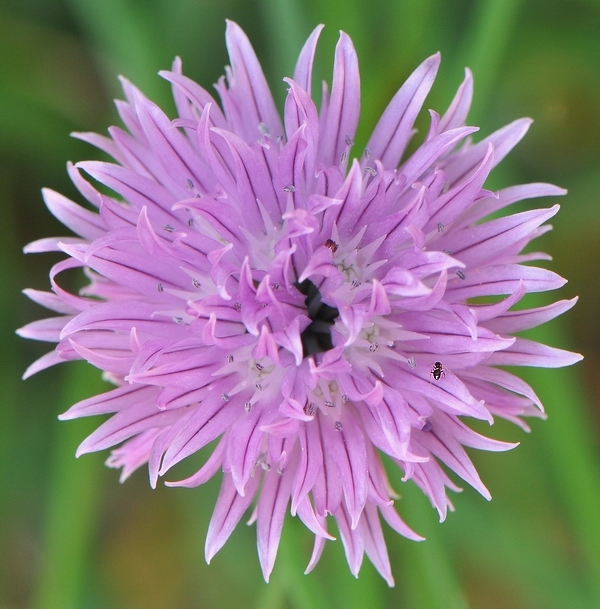 fiore d'erba cipollina