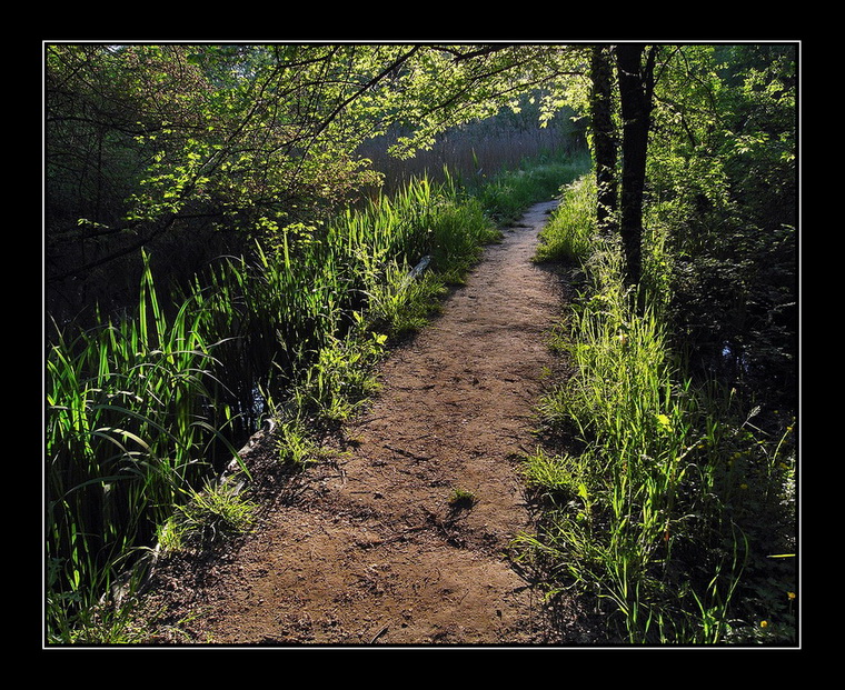 Una luce nel bosco...