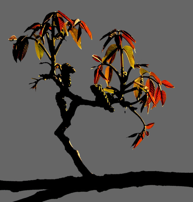 ramo di noce all'imbrunire