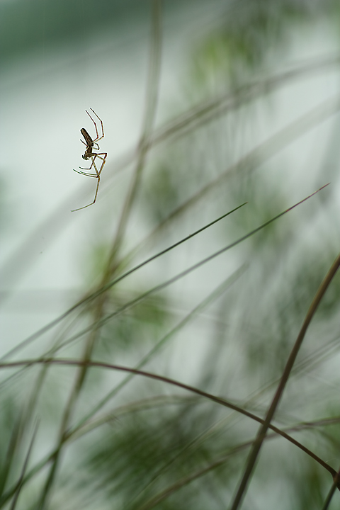 Zampe qui zampe l�