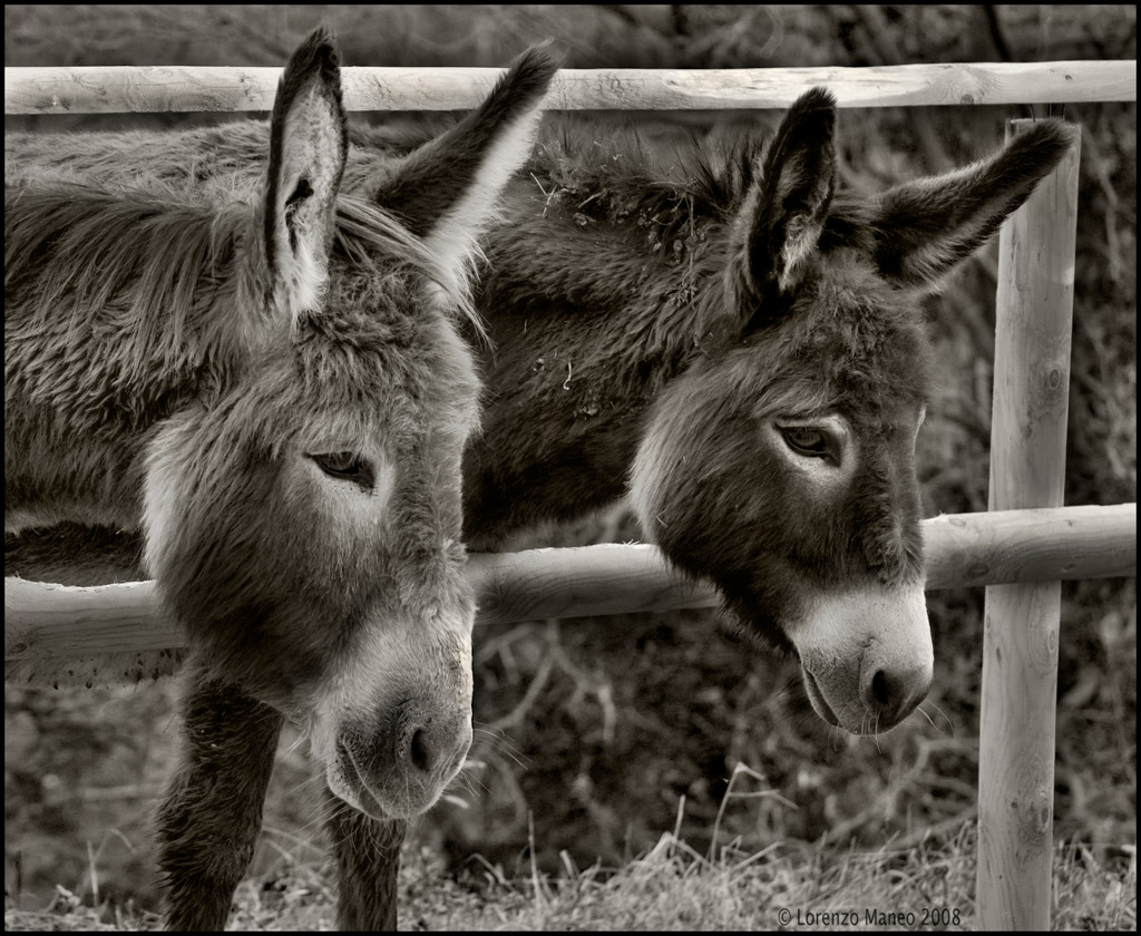 Asine                         .