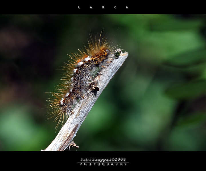 :: LARVA...