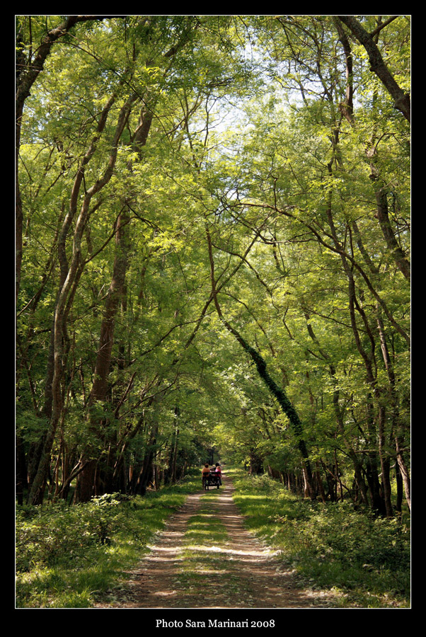 Addentrandosi nel bosco