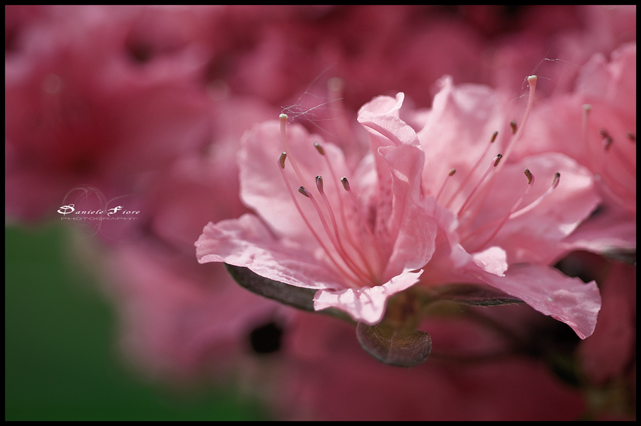 ........il profumo della primavera