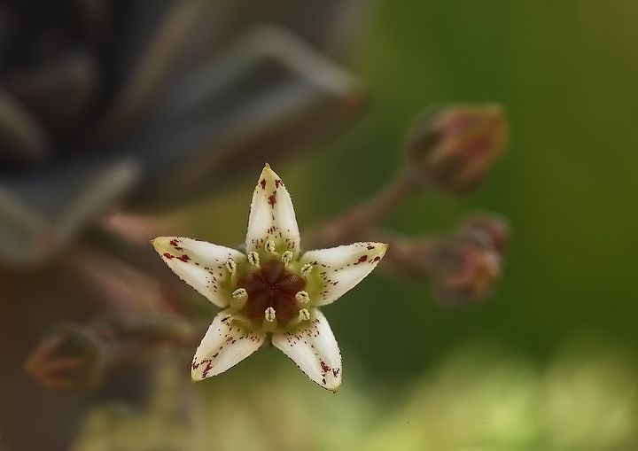 Fiore di pianta grassa