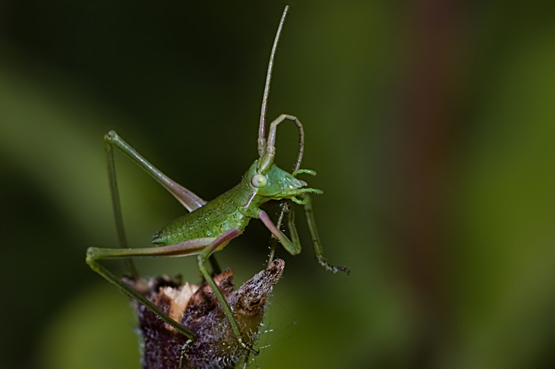 La pulizia del grillo