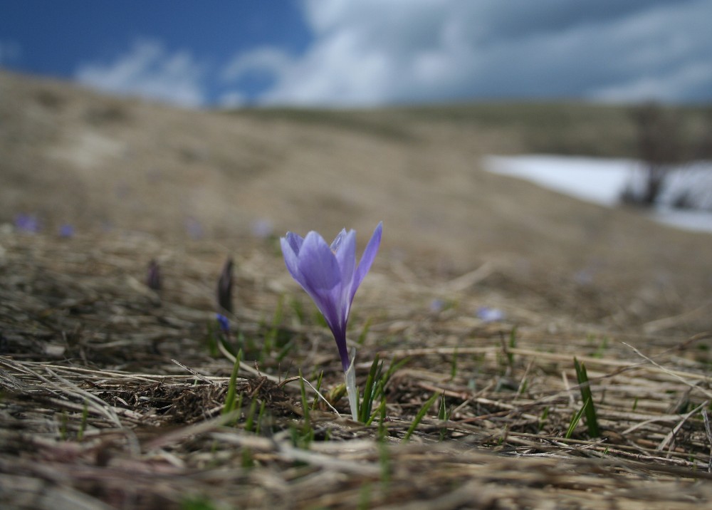 Essere puri / questo � il segreto. (Franco Matacotta)