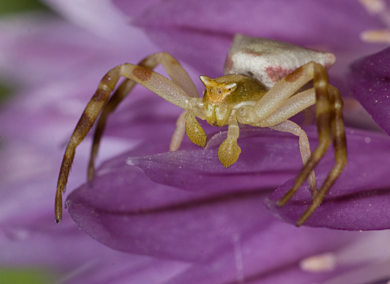 Thomisidae