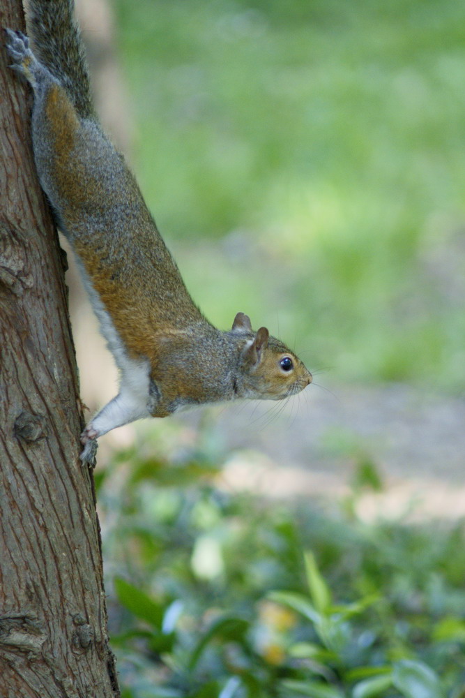 Ginnastica nel bosco