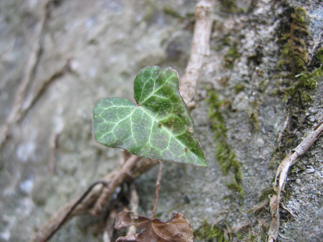 Grande piccolo cuore